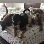Oakley, Jackson And Max - @the3smallpitbulls - Instagram
