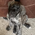 Oakley - @oakleyjackson2019 - Instagram