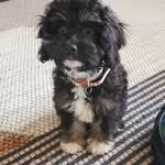 🐾 Oakley Winston Johnston - @the_cockapoo_oakley - Instagram
