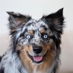 Oakley Proske Johnston - @oakley_dokey_mini_aussie - Instagram