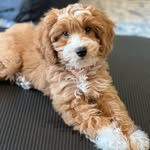 Leona Finny & Oakley King - @leona_finny_oakley_king - Instagram