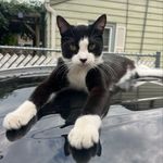 Maicey/Zora/Oliver - @oakley_tuxedo_king - Instagram