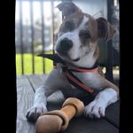 oakey🐾🖤 - @_oakleyking - Instagram