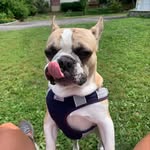 Oakley King - @oakleythefrench_ie - Instagram