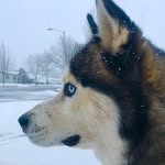 Oakley King👑 - @oakleykingthehusky - Instagram