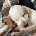 Oakley King | Orange Roan Show Cocker Spaniel 🧡 - @whereoakleyroams - Instagram