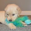 Oakley King - @goldenretriever.oakley - TikTok