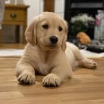 Oakley King Golden Retriever - @goldenretriever.oakley.king - Instagram