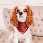 Oakley - @oakley_kingcharles_ - Instagram