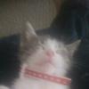 oakleyking - @gracelynn.and.oakley - TikTok