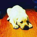 @oakley_lambka - Instagram