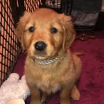 Oakley Lawrence - @oakley_goldenpupper - Instagram