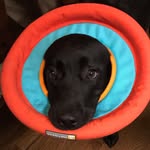Oakly The Dog - @oakley.lawrence - Instagram