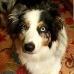 Oakley Lynch - @oakley_aussiedog - Instagram