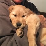 Oakley McKee - @_oakley.the.golden_ - Instagram