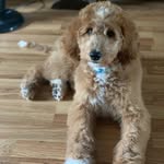 Oakley Miles - @oakleydoodlez - Instagram