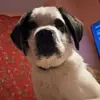 Oakley Morris - @oakley_morris.2 - TikTok
