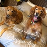 Frost, Gus, Oakley, Murphy, & Marigold - @claggett_critters - Instagram