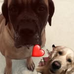 Murphy And Oakley - @murphy_and_oakley - Instagram