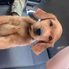 murphy and oakley - @murphy_oakley - TikTok