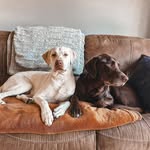 Oakley & Maverick Murphy - @oakleyandmaverickmurphy - Instagram