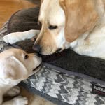 Oakley & Murphy - @doubletrouble_labs - Instagram