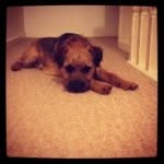 Oakley Murphy - @oakleypuppydog - Instagram