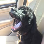 Oakley Murphy - @oakleytheportie - Instagram