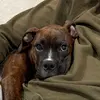 Oakley the Boxer - @oakleyinoakpark - TikTok