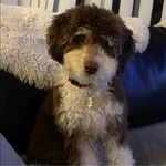 Oakley Powers - @cockapoohugs - Instagram