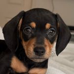 Oakley Powers - @oakley_the_ween - Instagram