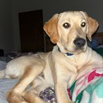Oakley Ray🐾 - @oakley.ray_ - Instagram