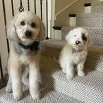 Oakley and Riggs - @its.oakley.and.riggs - Instagram