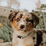 ✰ Oakley Rose ✰ - @oakley.the.aussie.puppy - Instagram