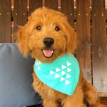 Oakley & Rose - @oakley_the_okie - Instagram