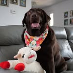 Oakley Rose🤎 - @oakleyrosethechocolatelab - Instagram