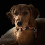 Oakley Rose - @redgoldenoak - Instagram