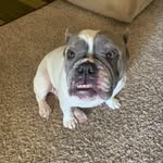 Oakley Rose - @oakley_pocketbully - Instagram