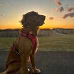 Oakley Rose - @oakley_thecrazygolden - Instagram