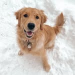 Oakley Rose - @oakeethegoldie - Instagram