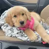 Oakley Rose - @oakeethegoldie - TikTok