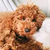 oakley rose 🐶💗 - @oakley.the.mini.doodle - TikTok