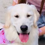 oakley rose !! - @oakley.rose.steffen - Instagram