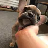 Oakley Rose 🌹 🐻 - @oakley.the.frenchie - TikTok