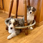 Oakley Rose & Kash - @oakleyroseandkash - Instagram