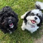 Oakley Rose and Olive Mae🐶🐾 - @oakleyroseandolivemae - Instagram