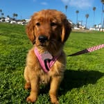 Oakley Rose Evans - @waggingwithoakley - Instagram