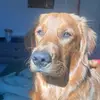 OakleyRose - @oakleythefieldgolden - TikTok