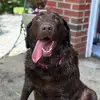 oakley.rosethechocolab - @oakley.rosethechocolab - TikTok