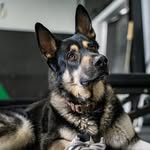 Oakley Rowe - @oakleyapexpup - Instagram